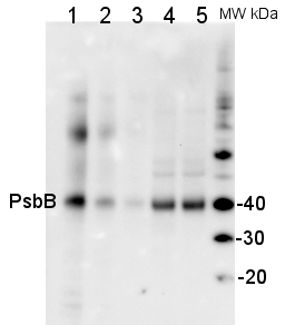 western blot detection using anti-PsbB antibody